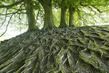Arbre racines, Agilité, échelle et différents points de vue